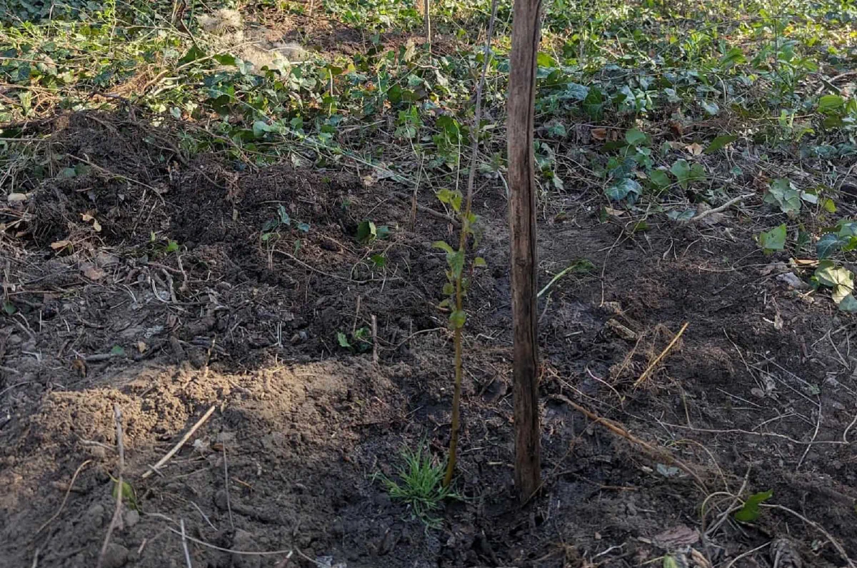 drvo zasađeno na akciji Forests Digital