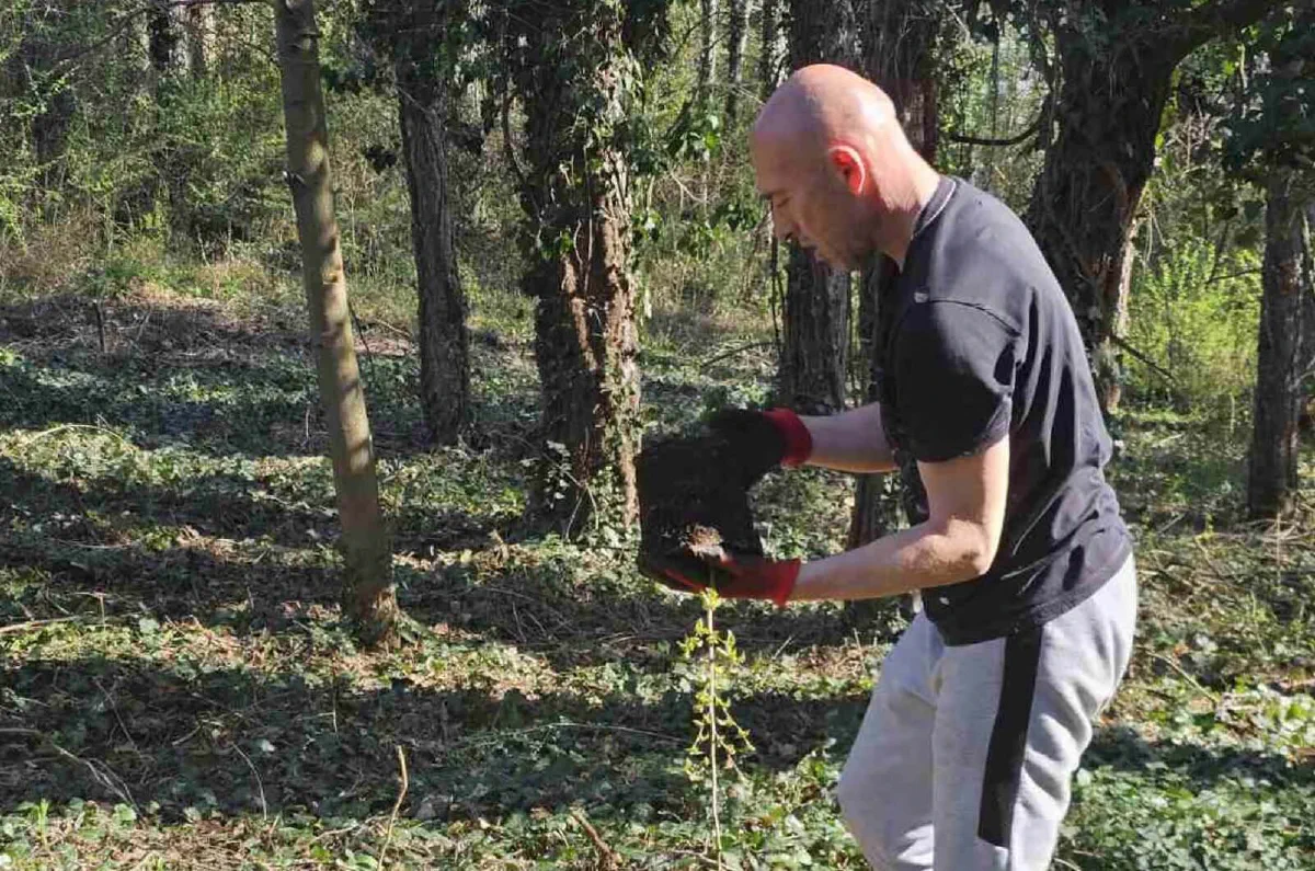 sadnja drveća u šumi – akcija Forests Digital