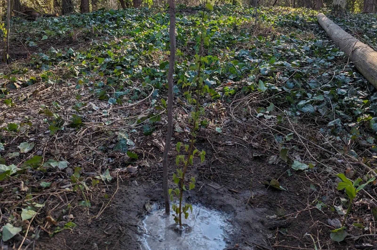 zasađeno drvo, akcija Forests Digital