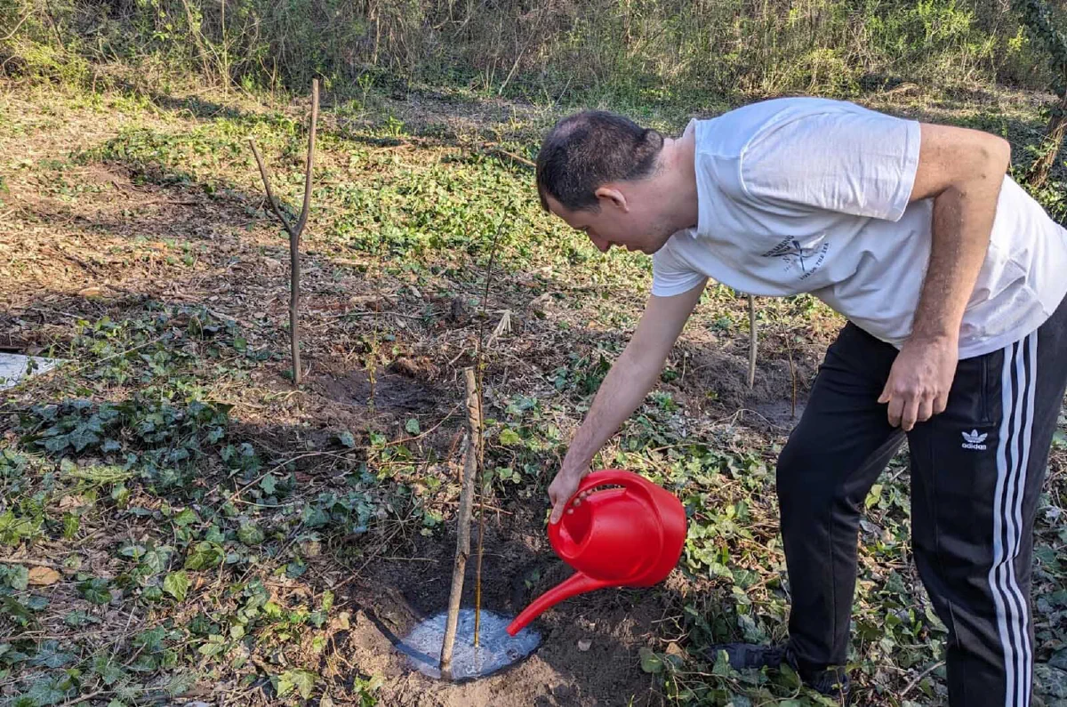 zasađeno drvo, akcija Forests Digital